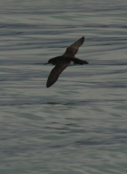 Hutton's shearwater Hutton's shearwater